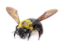 Carpenter Bee